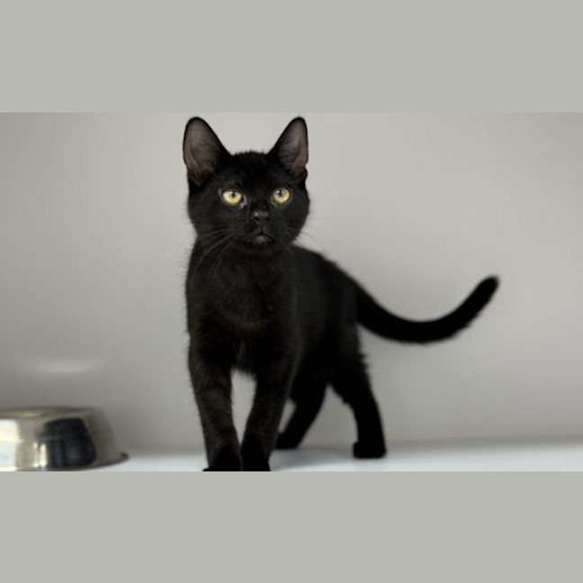 Photo of Snorkel