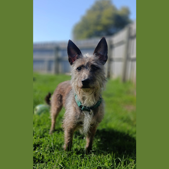 Photo of Dozer