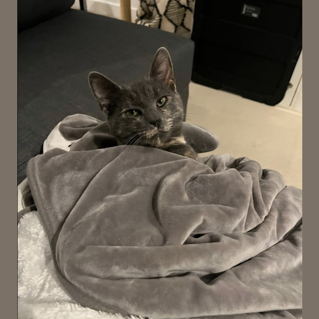 Photo of Moxie