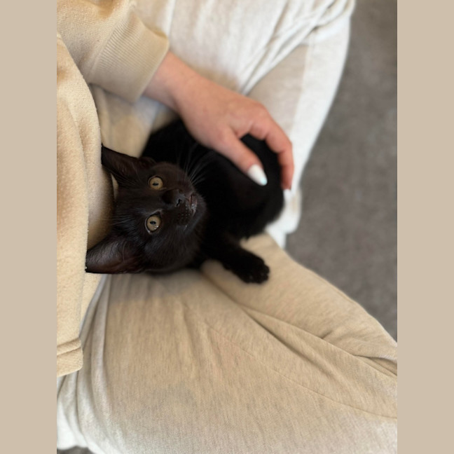 Photo of Chaos Monkey & Splunk 