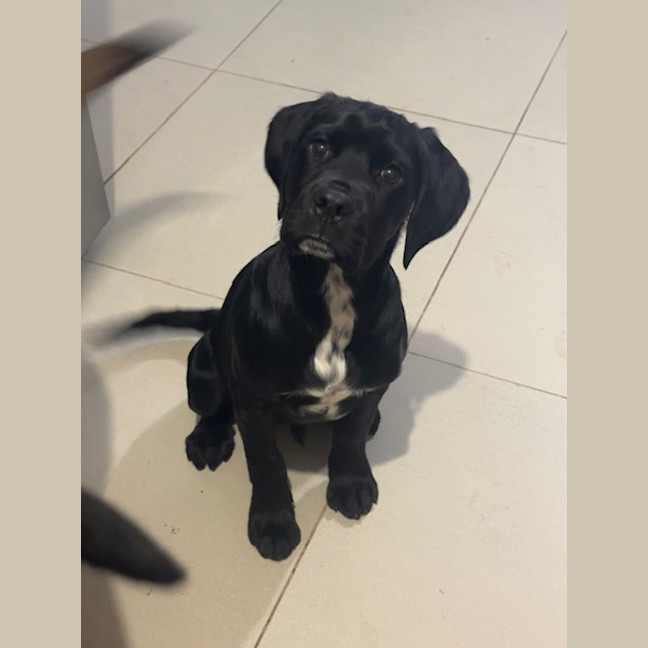 Gilbert - Large Male English Springer Spaniel x Rottweiler Mix Dog in ...