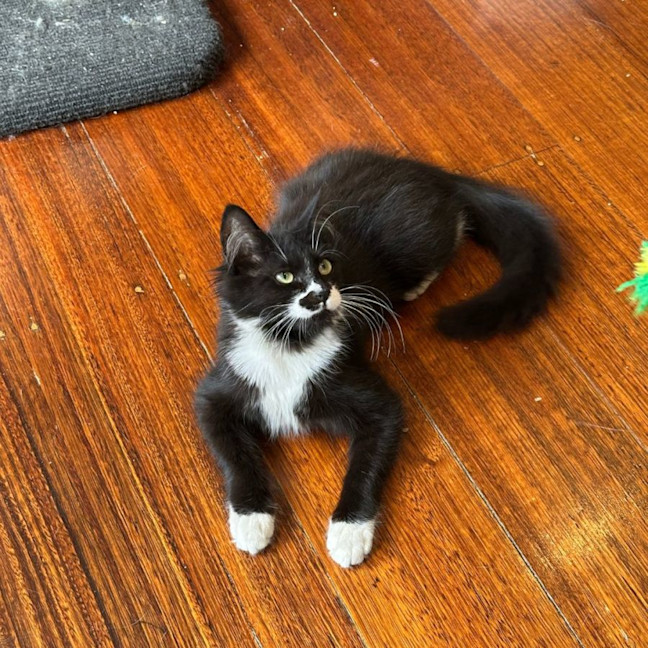 Photo of Poppy 