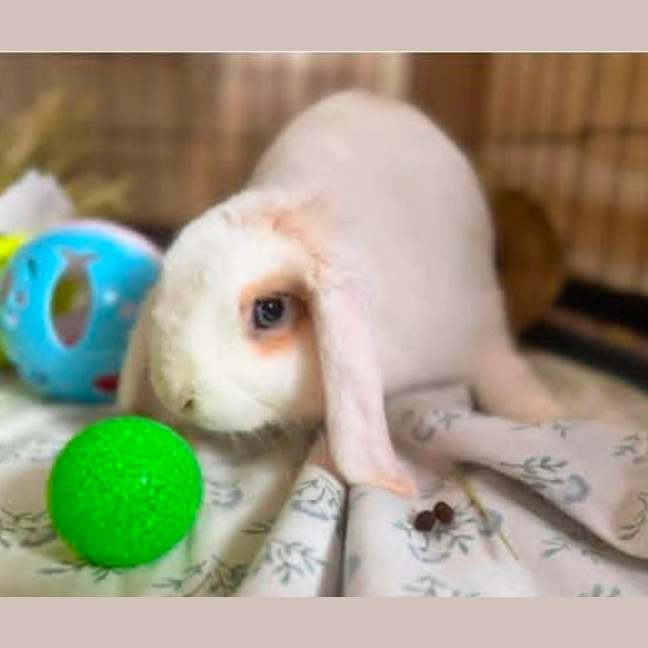 Photo of Sapphire 
