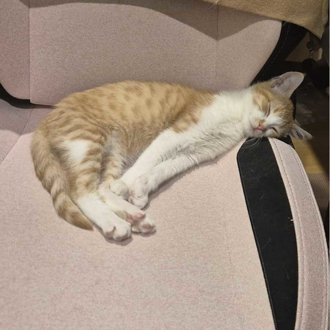 Photo of Rusty