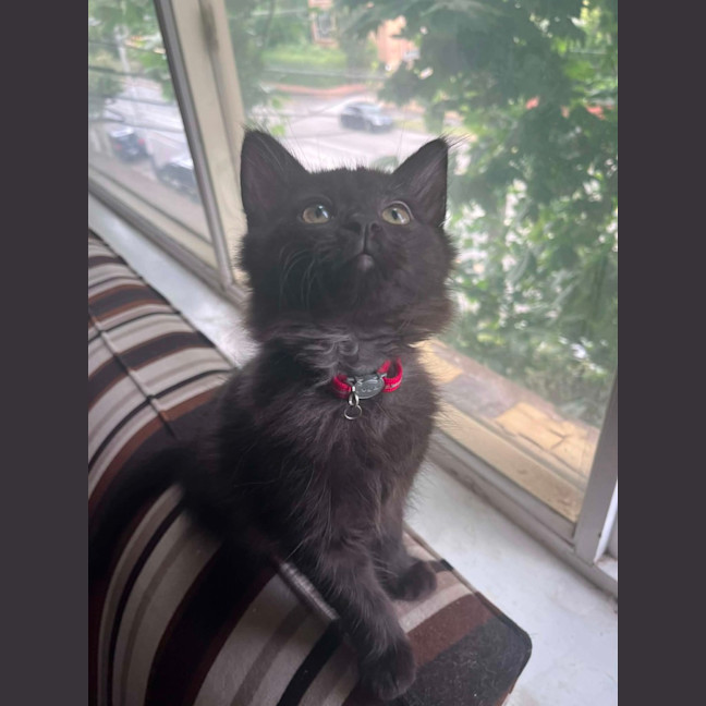 Photo of Huckleberry