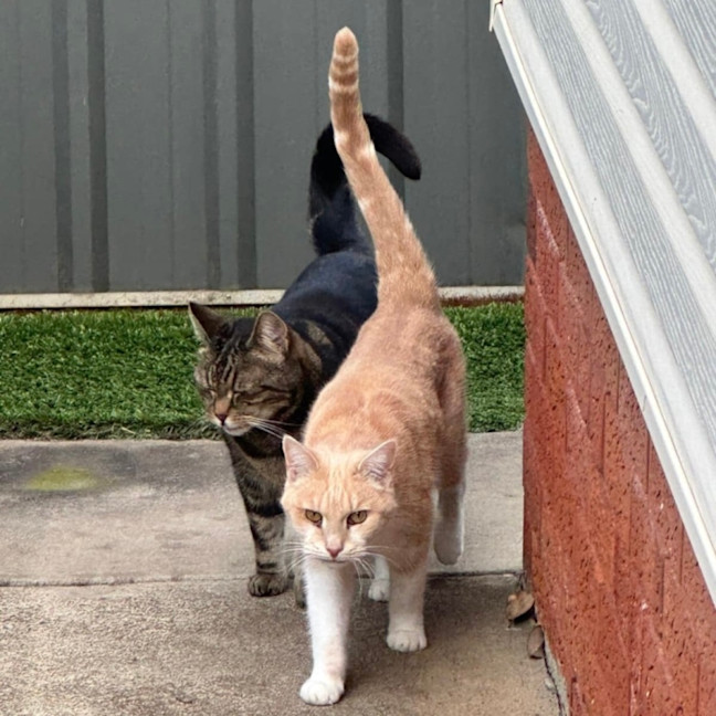 Photo of Rosalee & Sherlock   Assisted Rehome