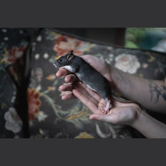 Photo of Willow & Maple