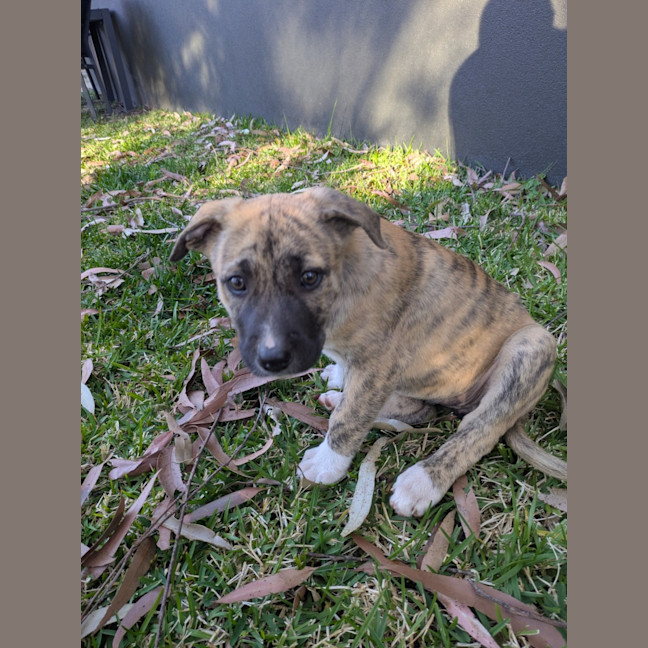 Photo of Daffodil