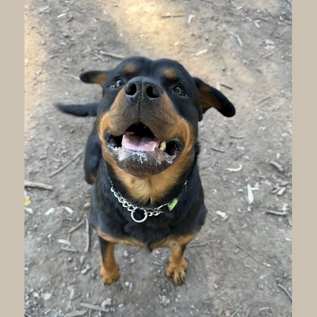 Photo of Rex