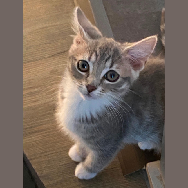 Photo of Aurora   Meet Me At Petstock Chelsea