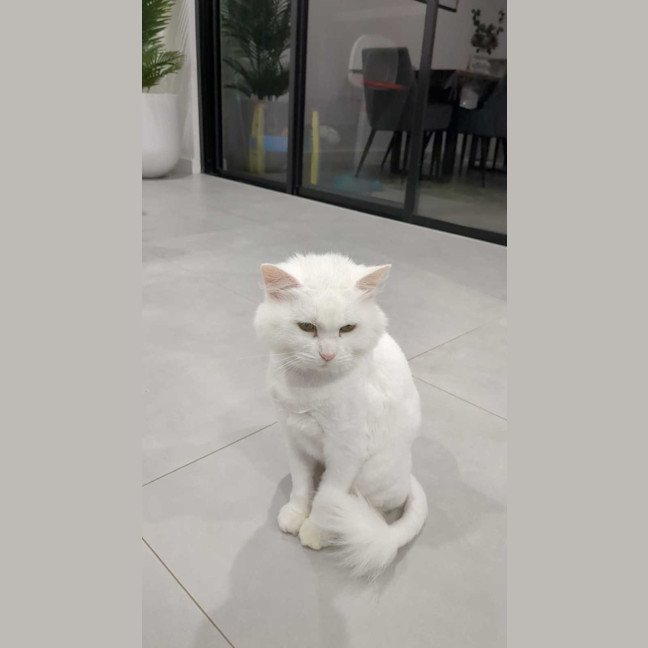 Photo of Princess