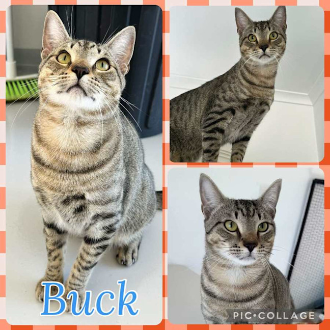 Photo of Buck