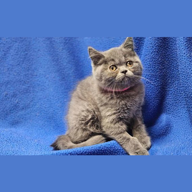 Photo of Munchkin