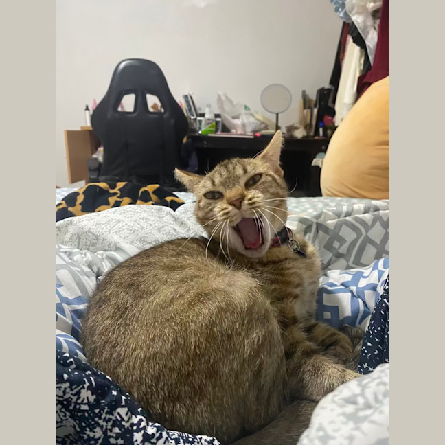 Photo of Honey