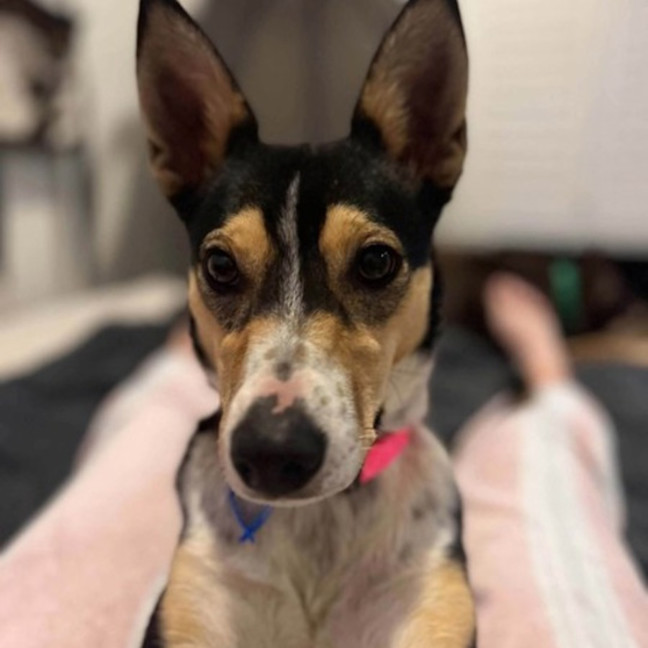 Photo of Frankie 