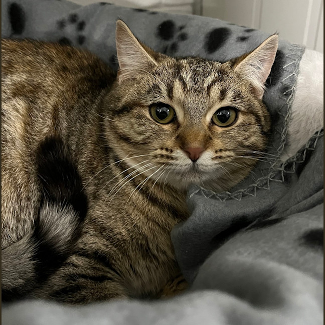 Photo of Tinkerbell