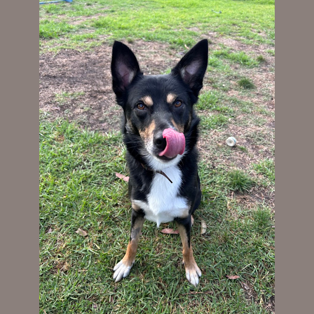 Photo of Dexter
