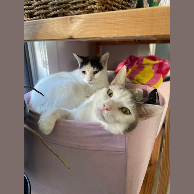 Photo of Missy & Pablo 🌷🐈
