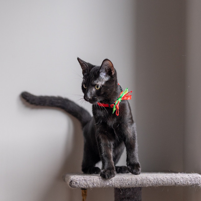 Photo of Puma