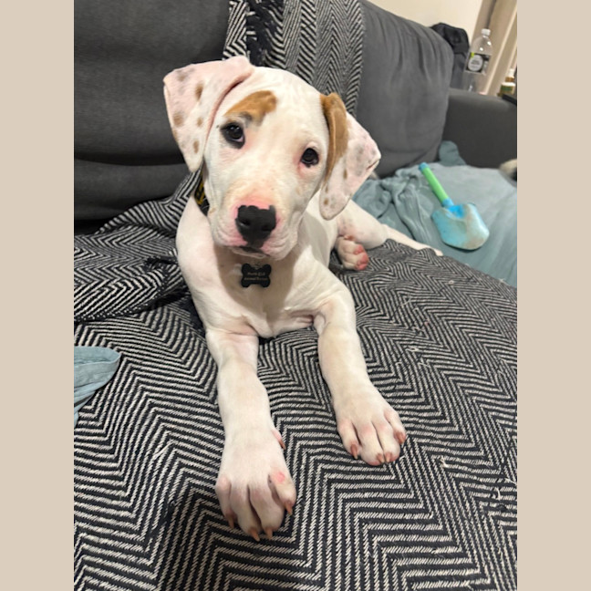 Photo of Yoshi 