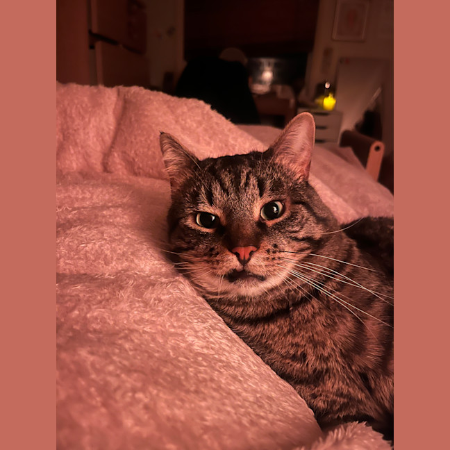 Photo of Moonface
