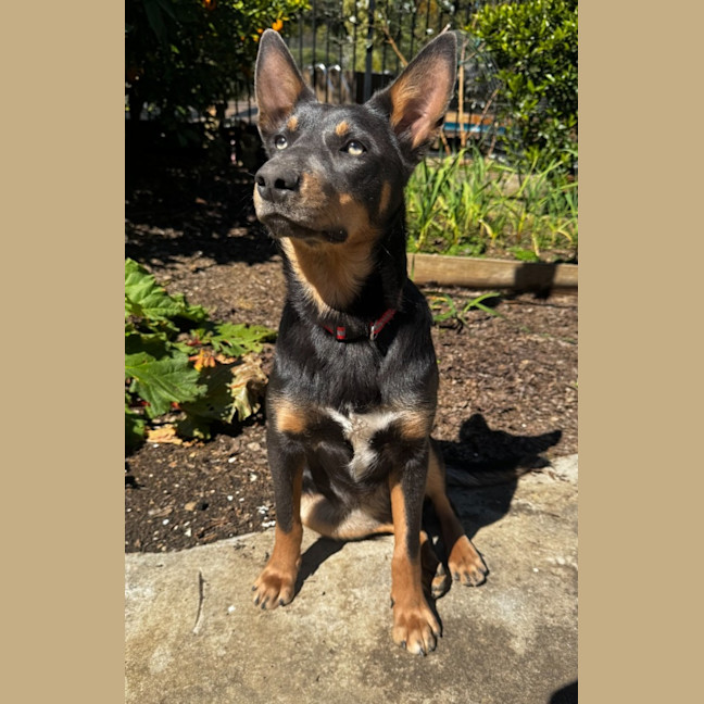 Photo of Pearl