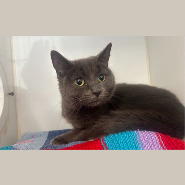 Photo of Blueberry