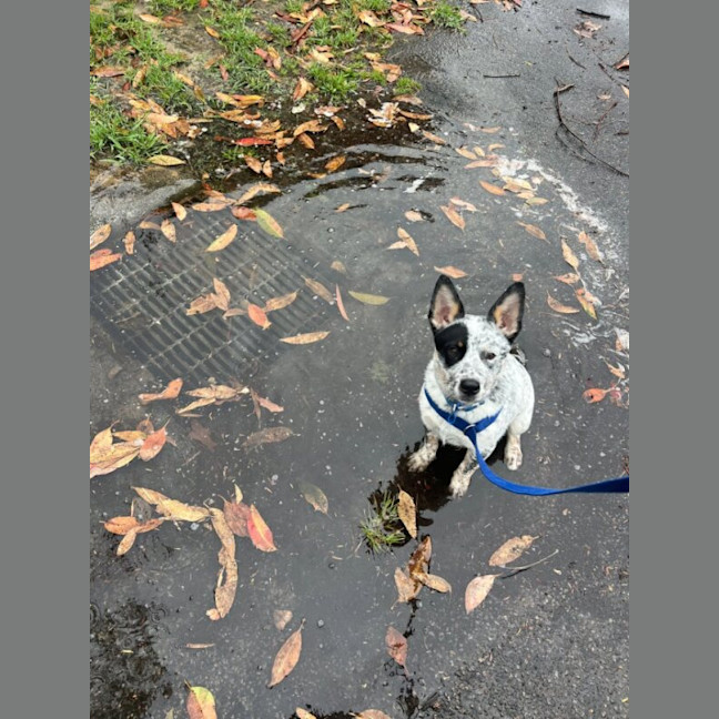 Photo of Angus