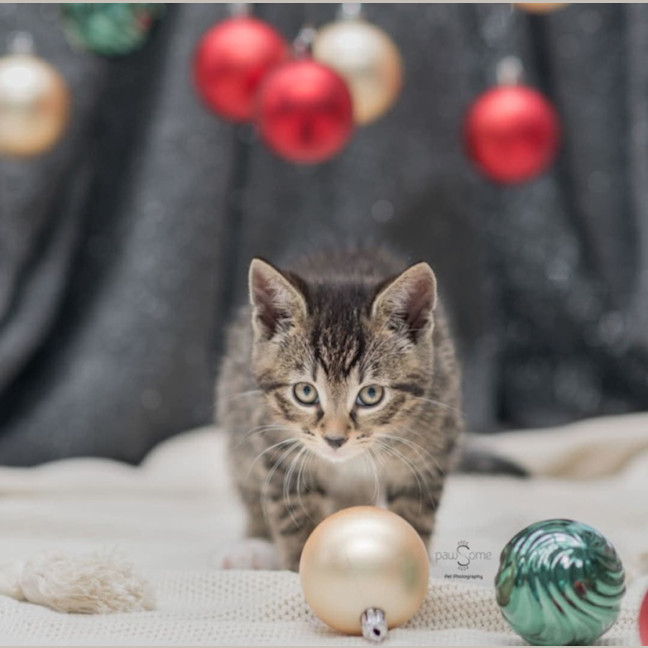 Photo of Gabriel**2nd Chance Cat Rescue**