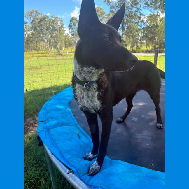 Photo of Kelcee *$350 Adoption Fee*