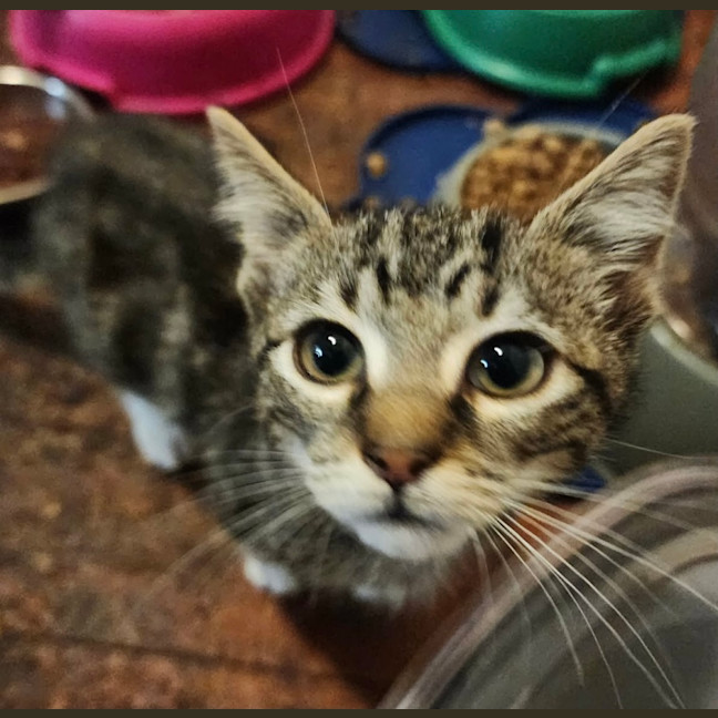 Photo of Smokey 