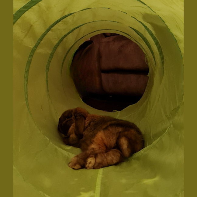 Photo of Ultimate Cookie