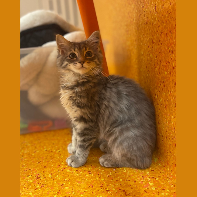 Photo of Bluebelle