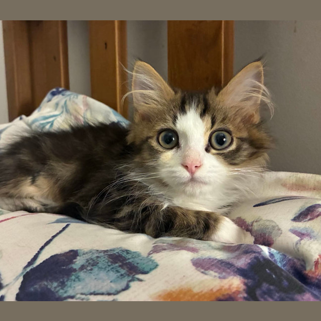 Photo of Sherlock & Sassy Pants   6 Month Old Dmh