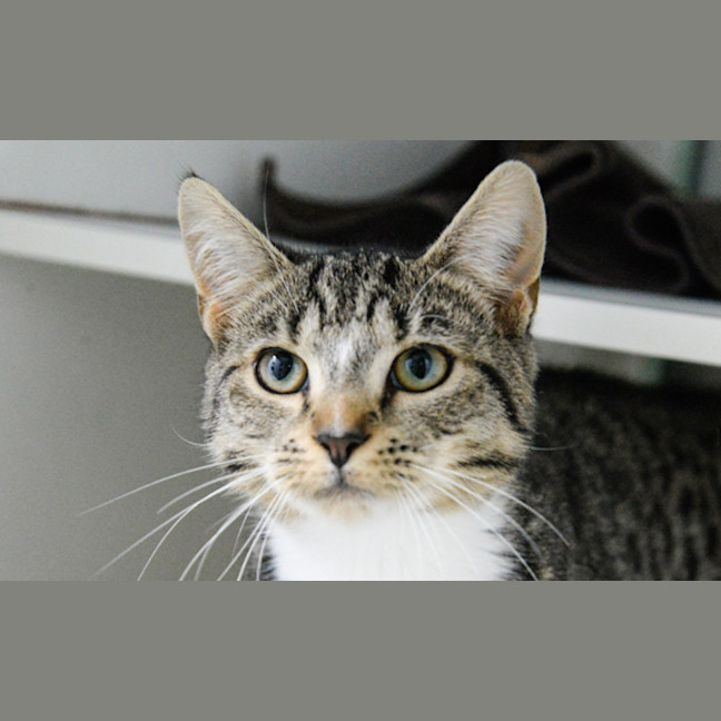 Photo of Bib