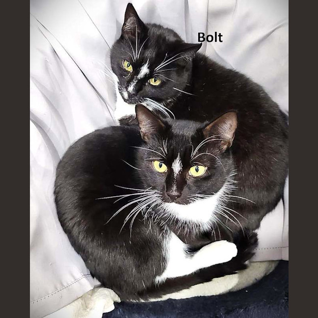 Photo of Bolt