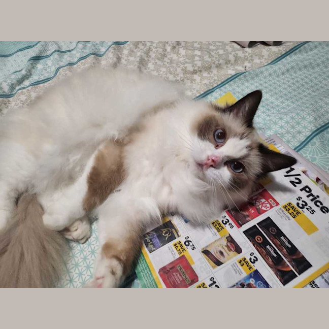 Photo of Daisy