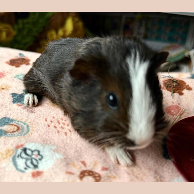 Photo of Walnut (Bonded To Peanut And Chestnut)