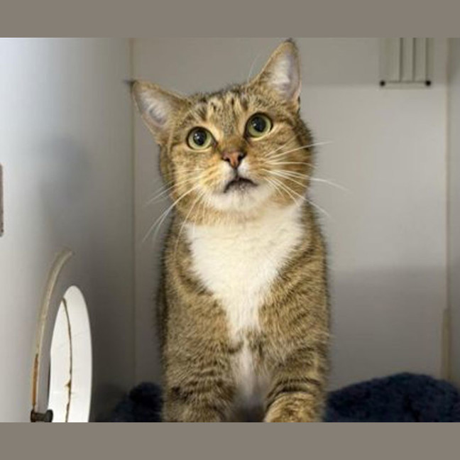 Photo of Stripey