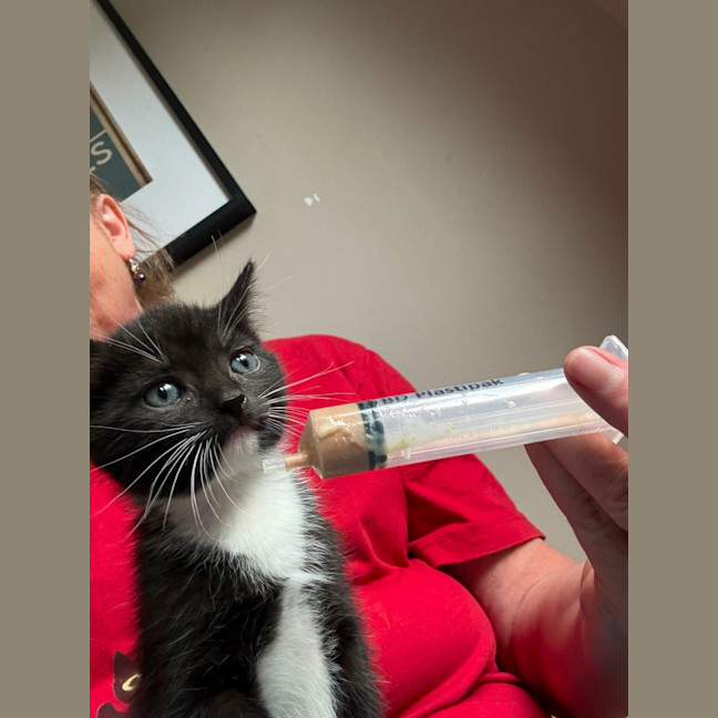 Photo of Fauna Meet Me At Petstock Chelsea