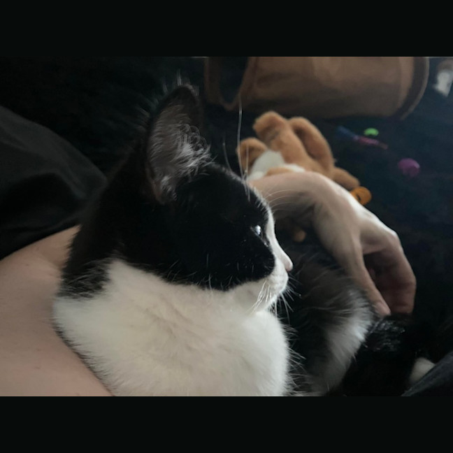 Photo of Sal Sal 