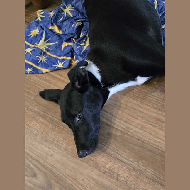 Photo of Bruno