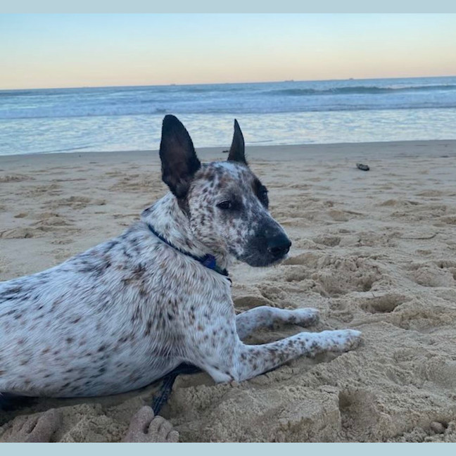Photo of Rex
