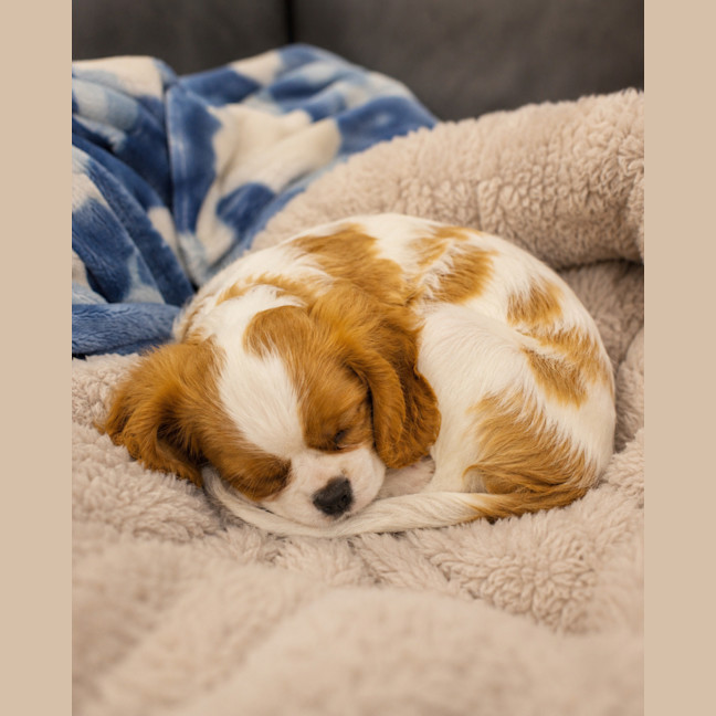 Photo of Hudson