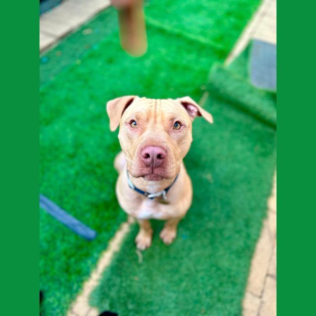 Photo of Fawny