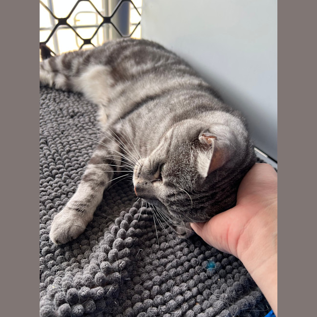 Photo of Missy