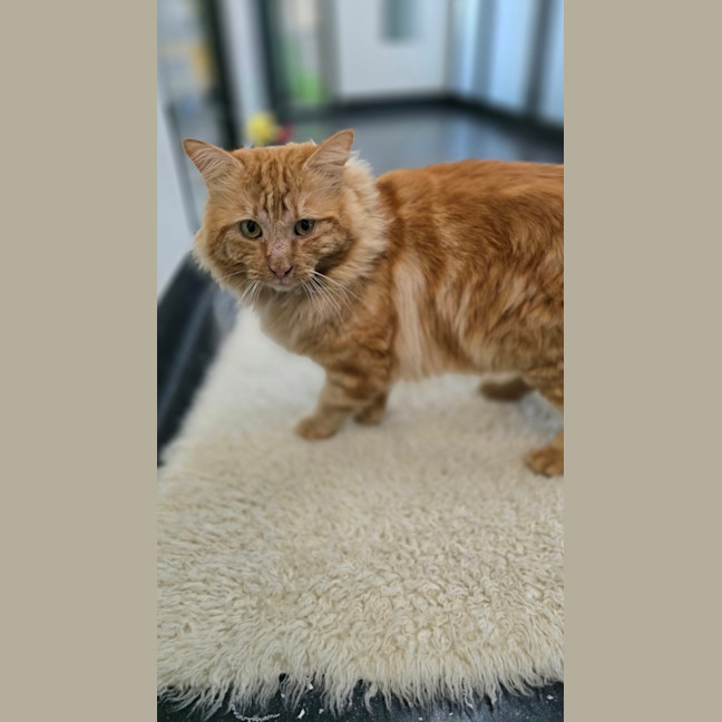 Photo of Comet