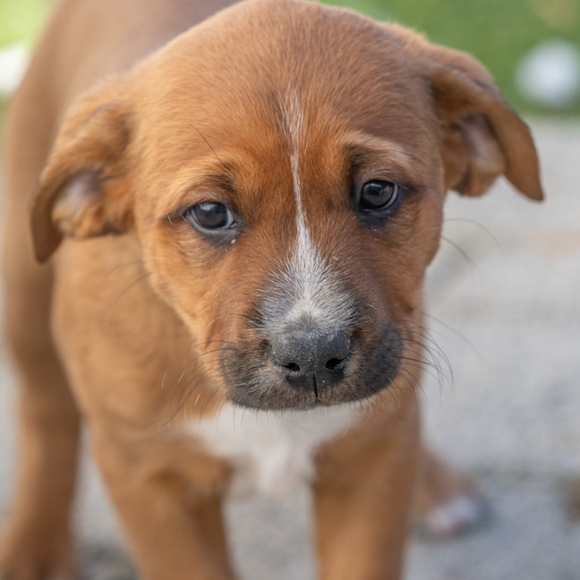 Photo of Banjo