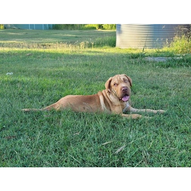 Photo of Hurley *$350 Adoption Fee*