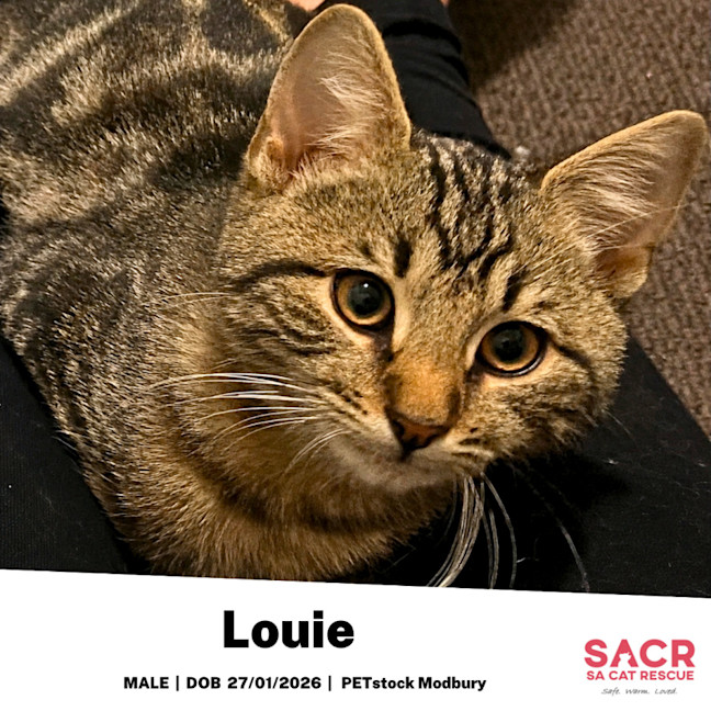 Photo of Louie